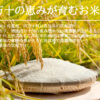白米在庫あり 在庫あり 即納 「お米+カレー 6食分セット」× 仁井田米 「十和錦 1kg」 セット！ 新米  贈り物 冬ギフト お年賀 お歳暮 御歳暮 お取り寄せ ギフト 御礼 高知 特産 食品 プレゼント 【のし対応可】 - 画像 (9)