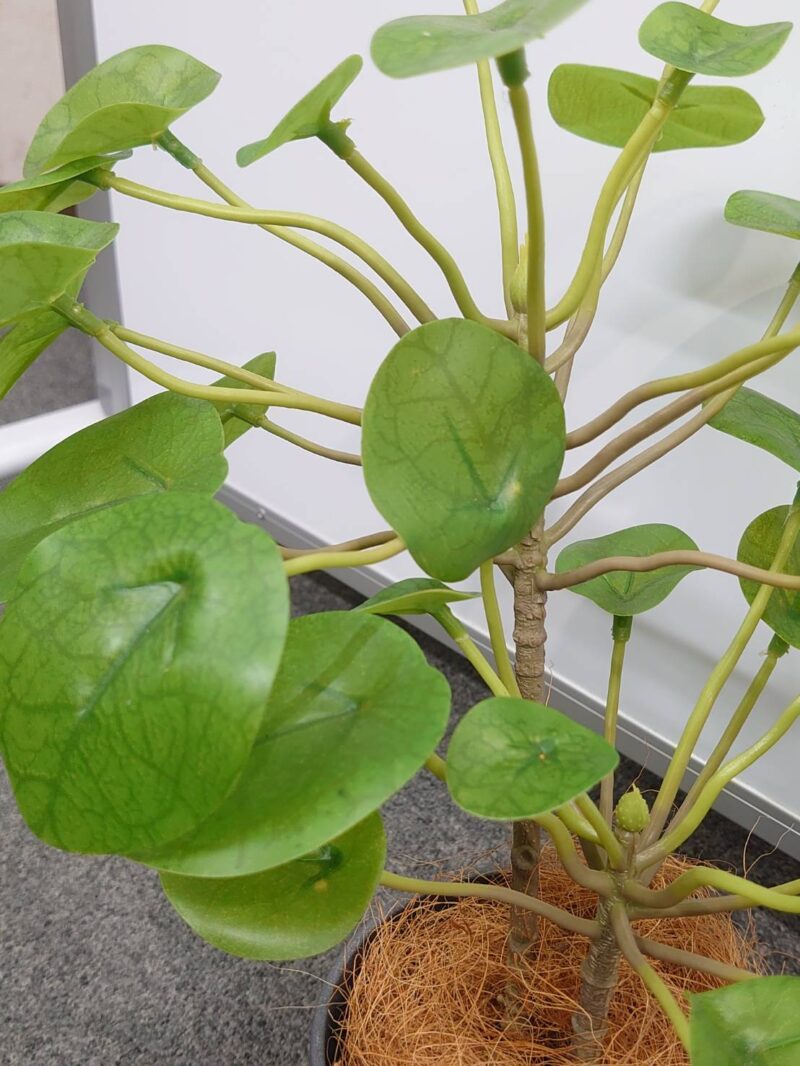 【法人限定送料無料】フェイクグリーン オフィスグリーン 観葉植物 インテリアグリーン 人工観葉植物 造花 	 お手入れ簡単 手間要らず 人工樹木 オフィスアクセサリー オフィス用 インテリア オフィス緑化【中古オフィス家具】【中古】 - 画像 (4)