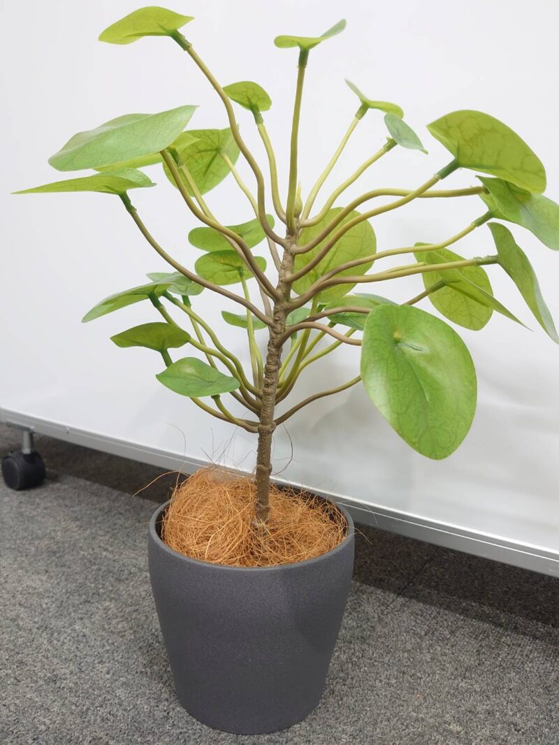 【法人限定送料無料】フェイクグリーン オフィスグリーン 観葉植物 インテリアグリーン 人工観葉植物 造花 	 お手入れ簡単 手間要らず 人工樹木 オフィスアクセサリー オフィス用 インテリア オフィス緑化【中古オフィス家具】【中古】 - 画像 (6)