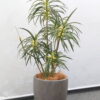 フェイクグリーン オフィスグリーン 観葉植物 インテリアグリーン 人工観葉植物 造花 お手入れ簡単 手間要らず 人工樹木 オフィスアクセサリー オフィス用 インテリア オフィス緑化【中古オフィス家具】【中古】