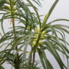 フェイクグリーン オフィスグリーン 観葉植物 インテリアグリーン 人工観葉植物 造花 お手入れ簡単 手間要らず 人工樹木 オフィスアクセサリー オフィス用 インテリア オフィス緑化【中古オフィス家具】【中古】 - 画像 (2)