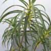 フェイクグリーン オフィスグリーン 観葉植物 インテリアグリーン 人工観葉植物 造花 お手入れ簡単 手間要らず 人工樹木 オフィスアクセサリー オフィス用 インテリア オフィス緑化【中古オフィス家具】【中古】 - 画像 (4)