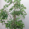 【法人限定送料無料】【美品】【在庫3点有り】フェイクグリーン オフィスグリーン 観葉植物 インテリアグリーン 人工観葉植物 お手入れ簡単 手間要らず 人工樹木 H1700 オフィスアクセサリー オフィス用 インテリア オフィス緑化【中古オフィス家具】【中古】 - 画像 (3)