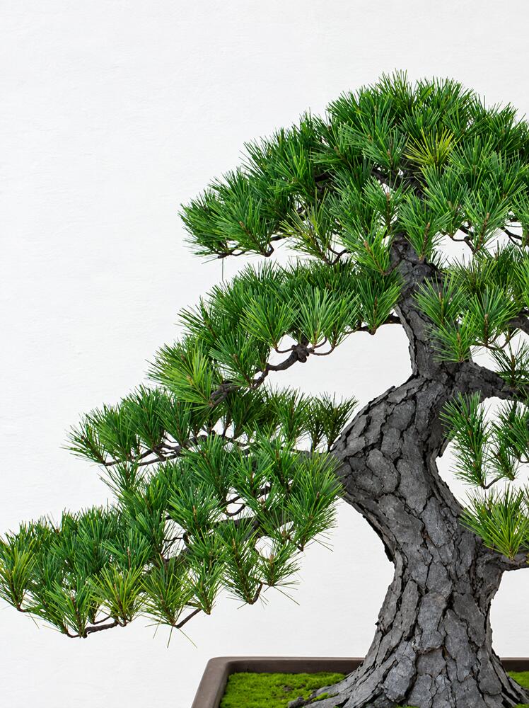 盆栽 BONSAI 松 光触媒 和風 人工樹木 消臭 空気清浄 お手入れ不要 H790mm - 画像 (3)