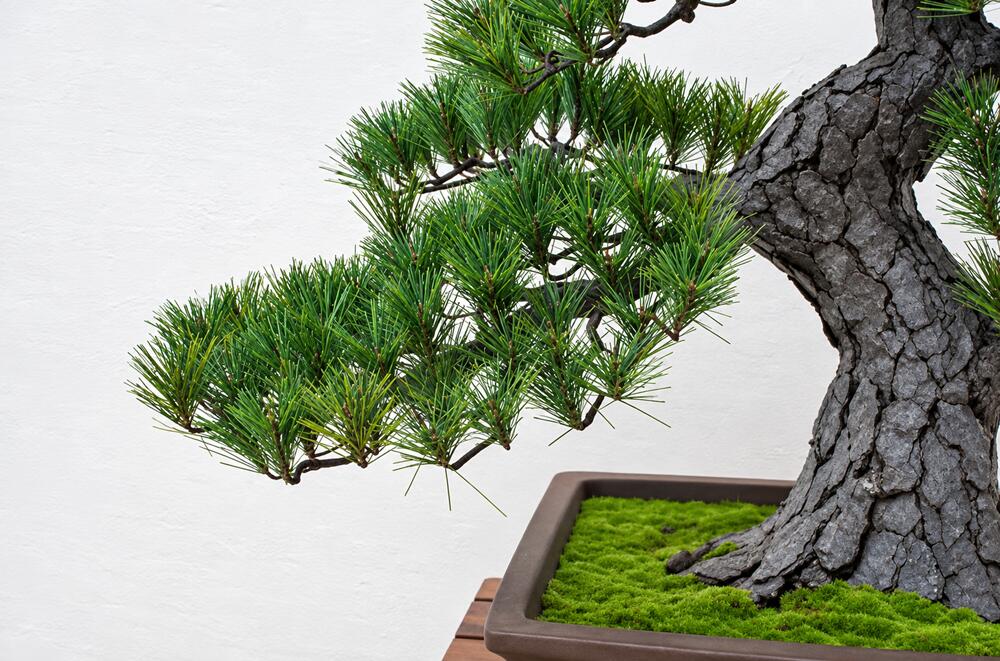 盆栽 BONSAI 松 光触媒 和風 人工樹木 消臭 空気清浄 お手入れ不要 H790mm - 画像 (5)