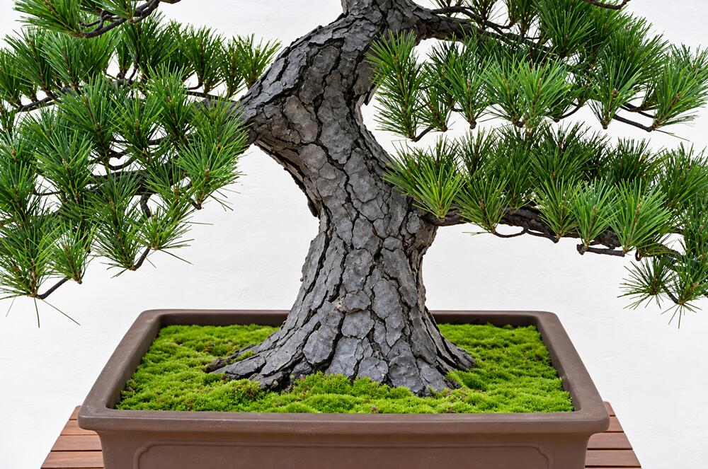 盆栽 BONSAI 松 光触媒 和風 人工樹木 消臭 空気清浄 お手入れ不要 H790mm - 画像 (7)