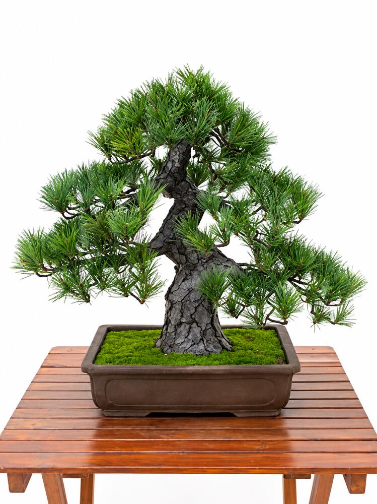 盆栽 BONSAI 松 光触媒 和風 人工樹木 消臭 空気清浄 お手入れ不要 H580mm - 画像 (2)