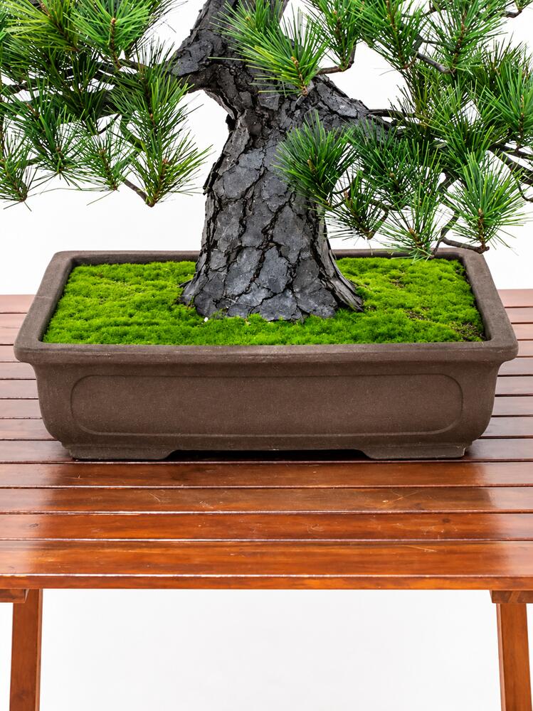盆栽 BONSAI 松 光触媒 和風 人工樹木 消臭 空気清浄 お手入れ不要 H580mm - 画像 (6)