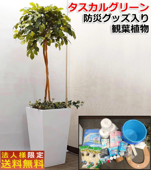 光触媒加工 ベンジャミン防災セット付人工観葉植物 高さ170cm