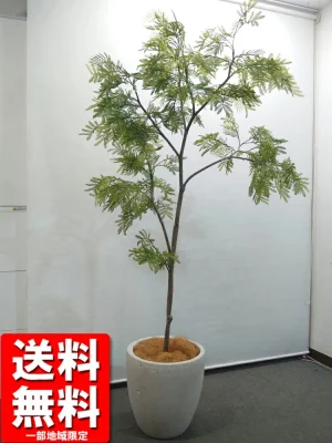 送料無料 ミモザ アカシア風 フェイクグリーン オフィスグリーン H2000 観葉植物 インテリアグリーン フェイクツリー 人工観葉植物