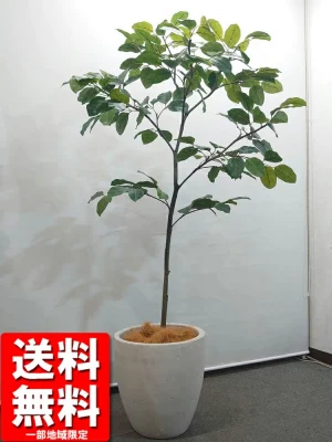 送料無料 フィカス ベンガレンシス風 フェイクグリーン オフィスグリーン 観葉植物 インテリアグリーン 人工観葉植物