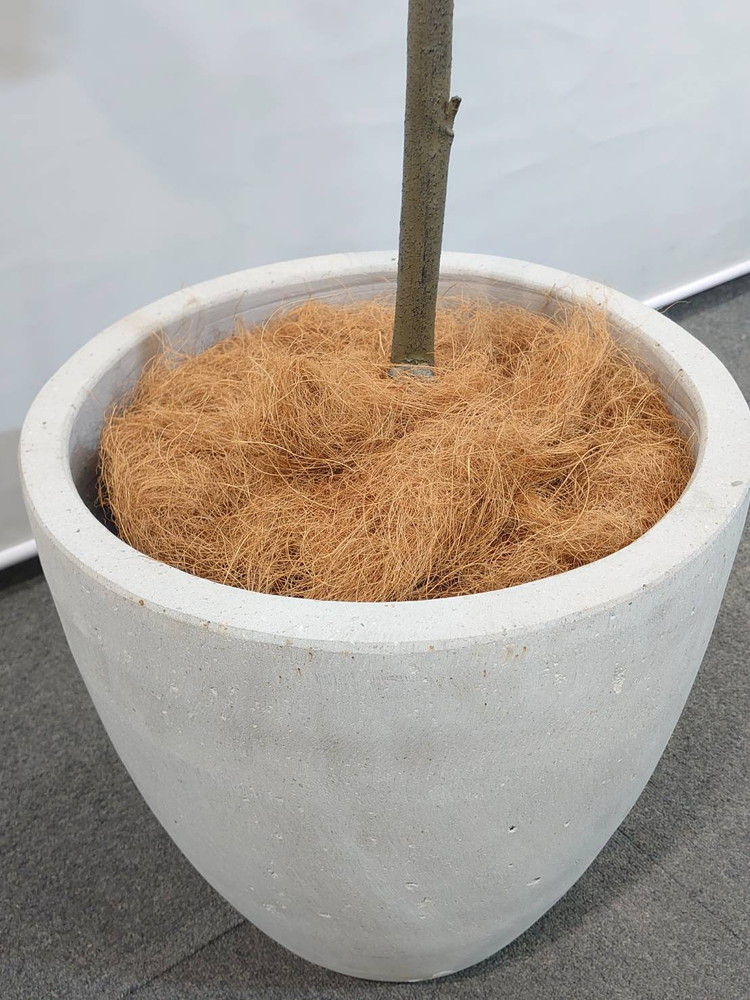 送料無料 フィカス ベンガレンシス風 フェイクグリーン H2000 オフィスグリーン 観葉植物 インテリアグリーン 人工観葉植物 - 画像 (5)