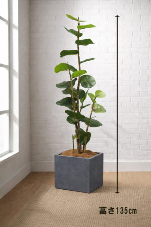 東京地区送料無料 人工観葉植物 フェイクグリーン シーグレープ風(ココロバ)H1350 / 約1.4m 鉢付き
