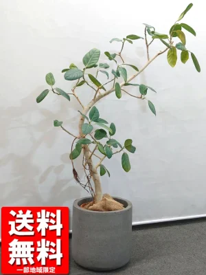 送料無料 フィカス ベンガレンシス バンヤンツリー風 鉢付き H1300 / 1.3m フェイクツリー フェイクグリーン オフィスグリーン 観葉植物 インテリアグリーン 人工観葉植物