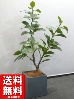 送料無料 フィカス アルテシマ 斑入り 鉢付き フェイクツリー H1260 フェイクグリーン オフィスグリーン 観葉植物 インテリアグリーン 人工観葉植物