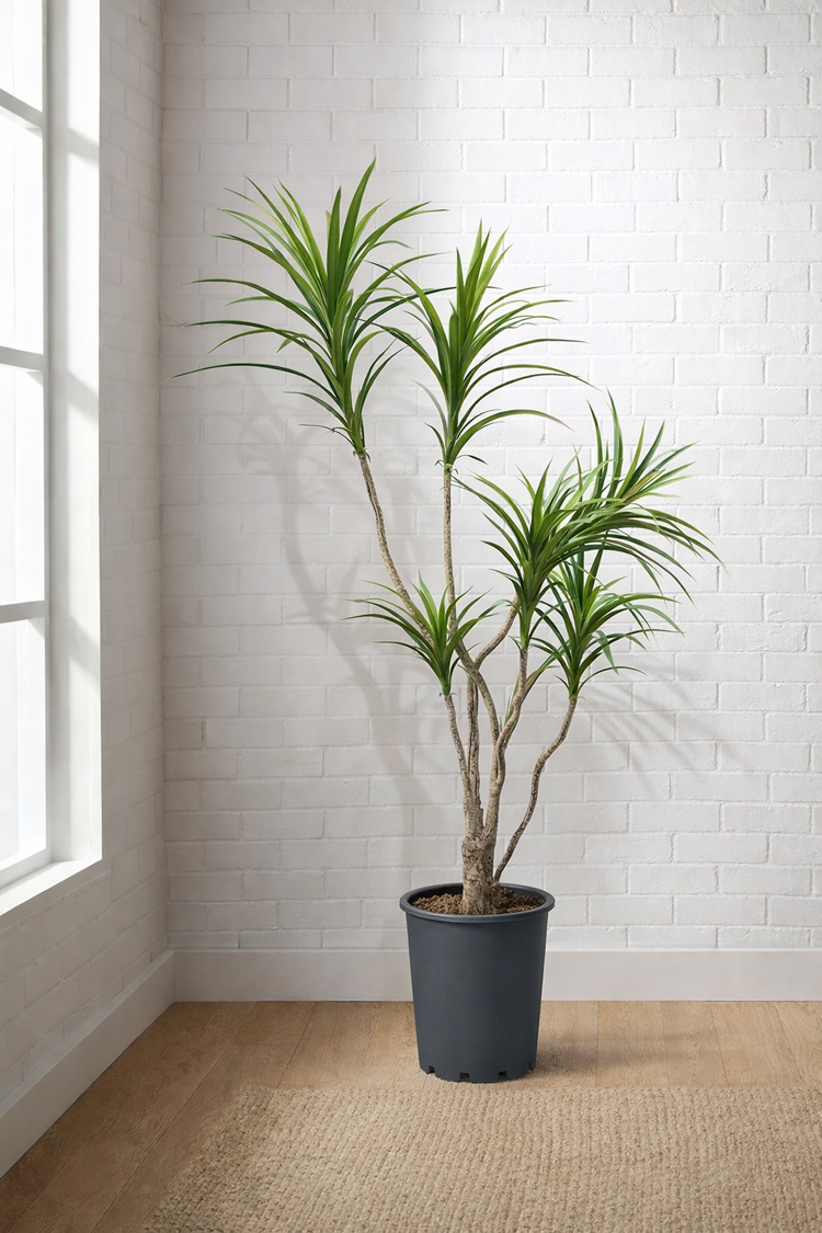 東京地区送料無料 人工観葉植物 フェイクツリー ドラセナ コンシンネ風 H1320 / 約1.3m 鉢付き - 画像 (2)