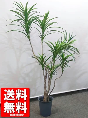 送料無料 ドラセナ コンシンネ 鉢付き フェイクツリー H1320 フェイクグリーン オフィスグリーン 観葉植物 インテリアグリーン 人工観葉植物