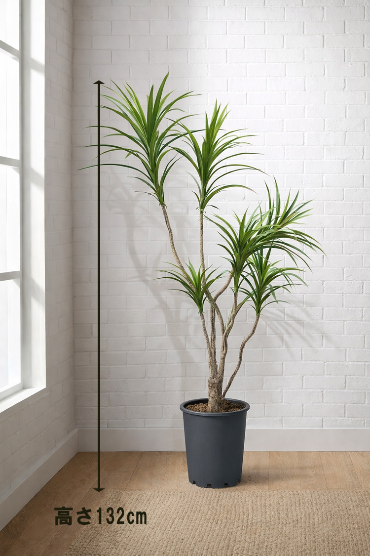 東京地区送料無料 人工観葉植物 フェイクツリー ドラセナ コンシンネ風 H1320 / 約1.3m 鉢付き