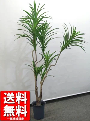 送料無料 ドラセナ コンシンネ 鉢付き フェイクツリー H1600 フェイクグリーン オフィスグリーン 観葉植物 インテリアグリーン 人工観葉植物 1.6m