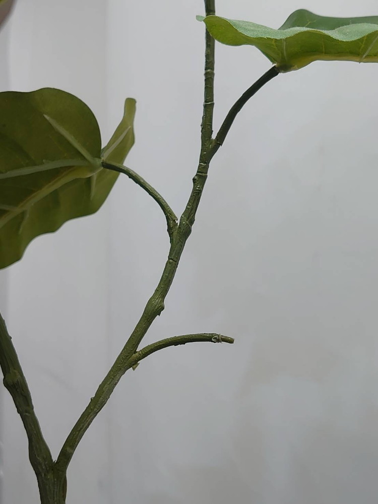 フェイクグリーン H1740 鉢付き インテリアグリーン 人工観葉植物 フィカス・ウンベラータ風 陶器プランター付き - 画像 (9)