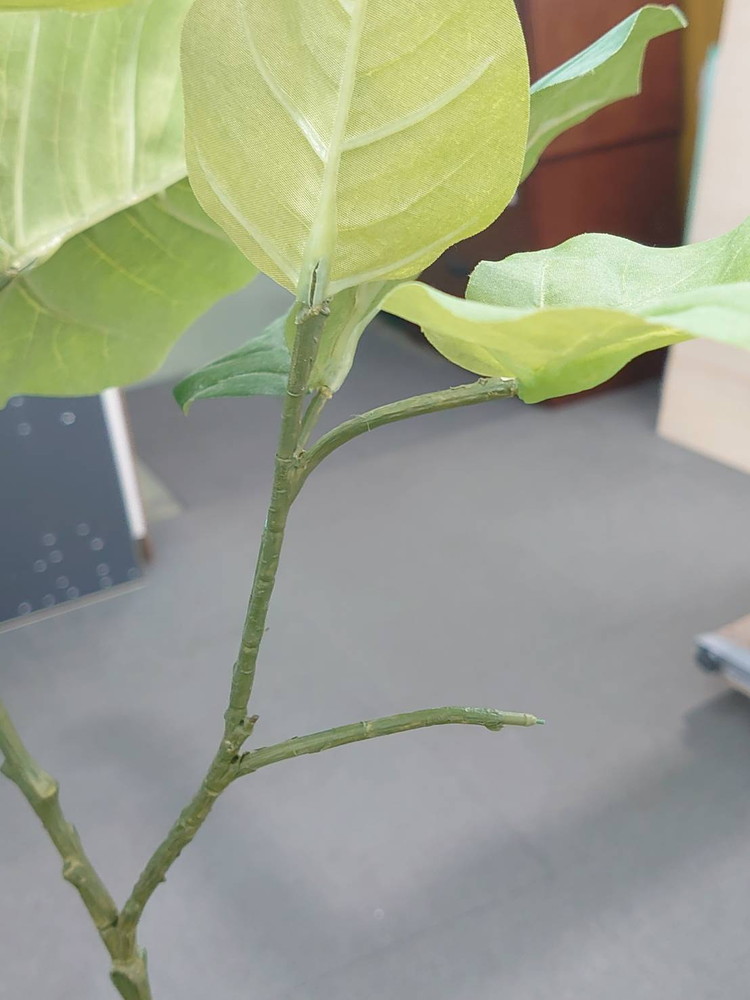 フェイクグリーン H1740 鉢付き インテリアグリーン 人工観葉植物 フィカス・ウンベラータ風 陶器プランター付き - 画像 (10)