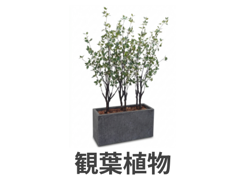 観葉植物