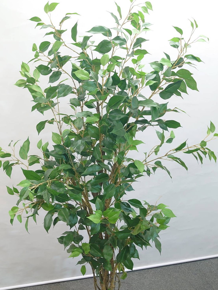 東京地区送料無料 フェイクグリーン ベンジャミン風 H1620 / 約1.6m 人工観葉植物 インテリアグリーン - 画像 (3)