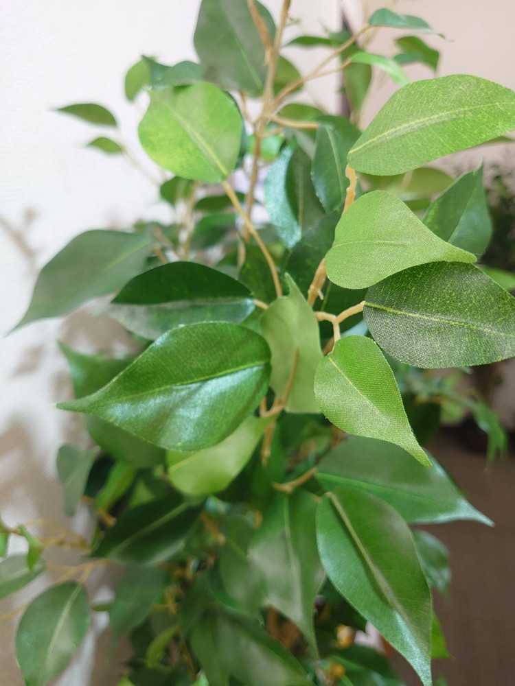 東京地区送料無料 フェイクグリーン ベンジャミン風 H1620 / 約1.6m 人工観葉植物 インテリアグリーン - 画像 (6)