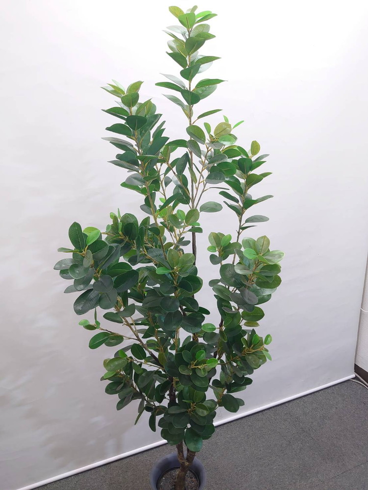 東京地区送料無料 フェイクグリーン フランスゴム風 H1580 / 約1.6m 人工観葉植物 インテリアグリーン - 画像 (3)