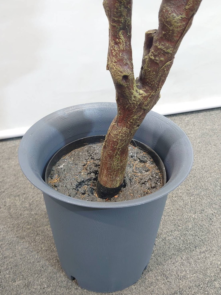 東京地区送料無料 フェイクグリーン フランスゴム風 H1580 / 約1.6m 人工観葉植物 インテリアグリーン - 画像 (4)