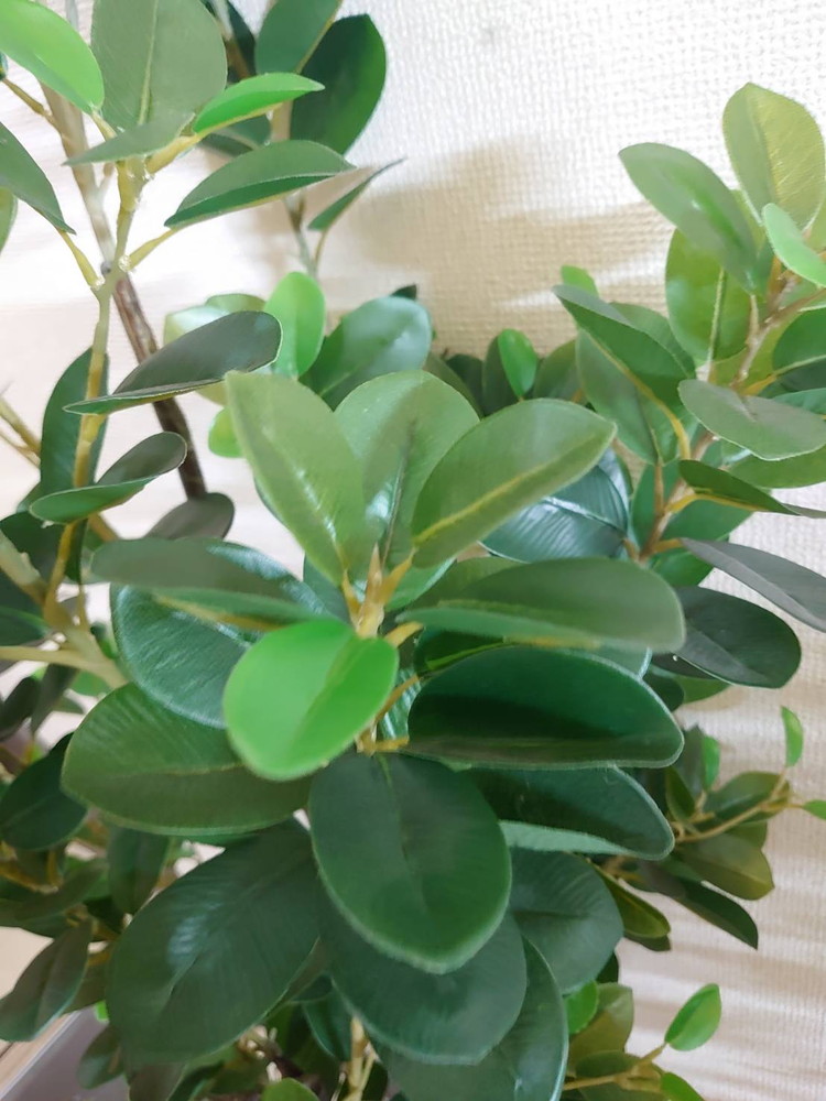 東京地区送料無料 フェイクグリーン フランスゴム風 H1580 / 約1.6m 人工観葉植物 インテリアグリーン - 画像 (5)