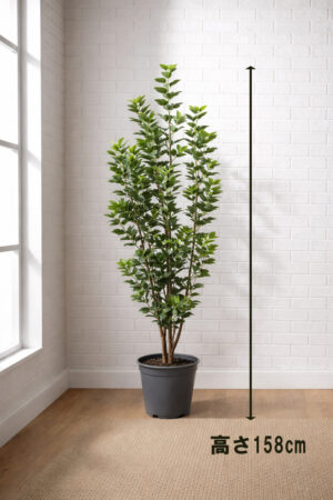 東京地区送料無料 フェイクグリーン フランスゴム風 H1580 / 約1.6m 人工観葉植物 インテリアグリーン