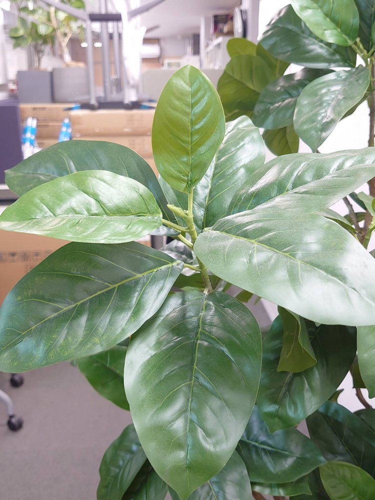 東京地区送料無料 フェイクグリーン ゴムの木風 H1900 / 約1.9m 人工観葉植物 インテリアグリーン - 画像 (5)