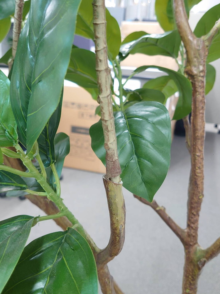 東京地区送料無料 フェイクグリーン ゴムの木風 H1900 / 約1.9m 人工観葉植物 インテリアグリーン - 画像 (6)