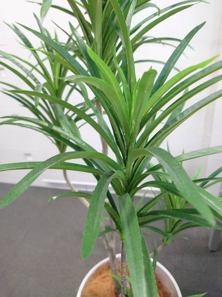 東京地区送料無料 フェイクグリーン ドラセナ コンシンネ風 H1600 / 1.6m 人工観葉植物 インテリアグリーン - 画像 (5)