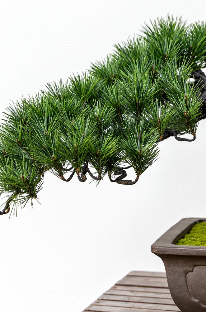 盆栽 BONSAI 松 光触媒 和風 人工樹木 消臭 空気清浄 お手入れ不要 H750mm - 画像 (4)
