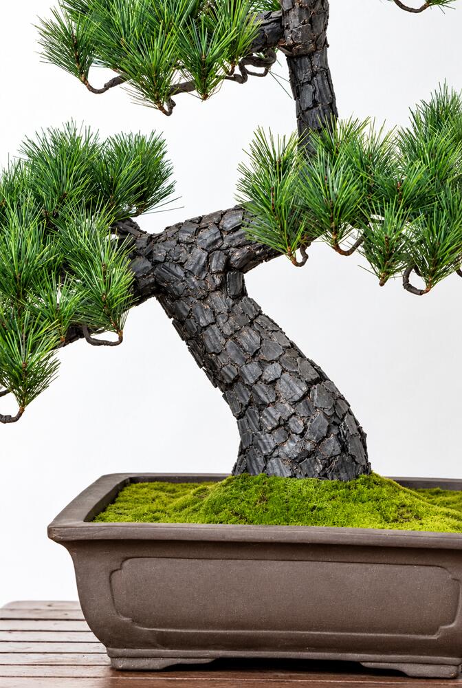 盆栽 BONSAI 松 光触媒 和風 人工樹木 消臭 空気清浄 お手入れ不要 H750mm - 画像 (5)